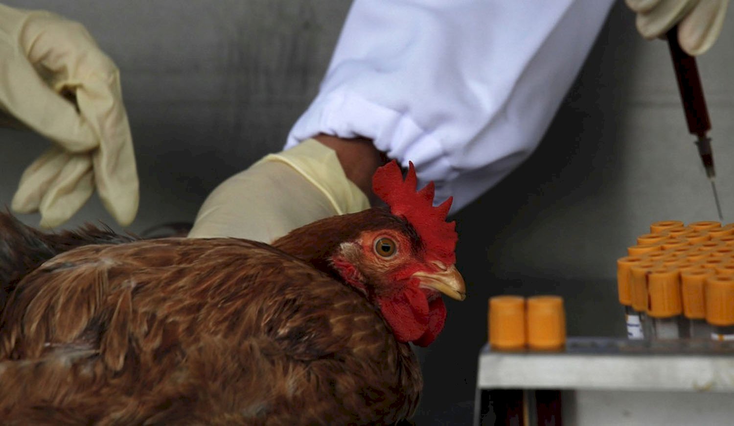 Detectan primer caso de gripe aviar en humanos Cubatel